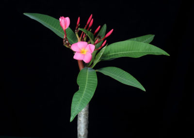 شجر الياسمين الهندي Plumeria rubra acutifolia (5)