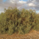 شجرة الأثل tamarix aphylla 10