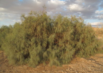 شجرة الأثل tamarix aphylla (10)