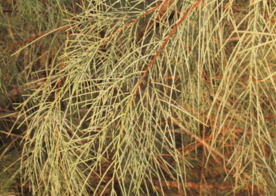 شجرة الأثل tamarix aphylla (11)
