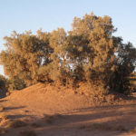 شجرة الأثل tamarix aphylla 12