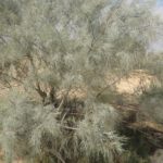 شجرة الأثل tamarix aphylla 13