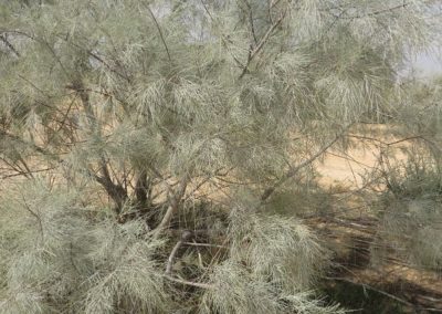 شجرة الأثل tamarix aphylla (13)