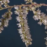 شجرة الأثل tamarix aphylla 14