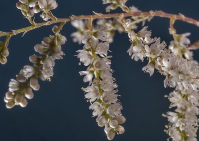 شجرة الأثل tamarix aphylla (14)