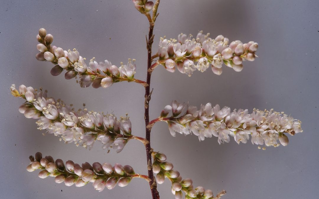 شجرة الأثل tamarix aphylla