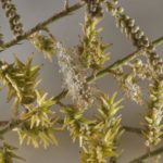 شجرة الأثل tamarix aphylla 16