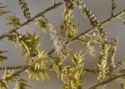 شجرة الأثل tamarix aphylla (16)