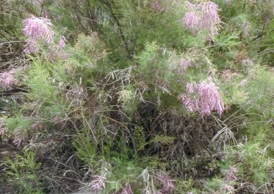 شجرة الأثل tamarix aphylla (2)