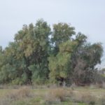شجرة الأثل tamarix aphylla 5