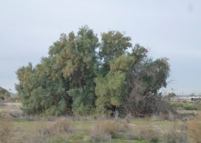 شجرة الأثل tamarix aphylla (5)