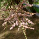شجرة الأثل tamarix aphylla 6