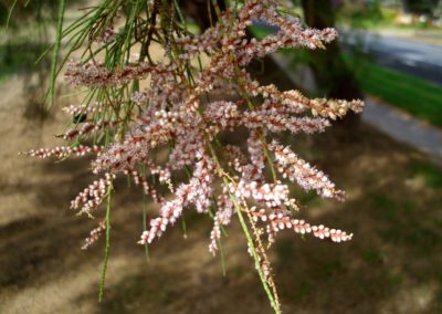 شجرة الأثل tamarix aphylla (6)