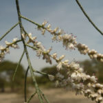 شجرة الأثل tamarix aphylla 7
