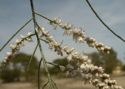 شجرة الأثل tamarix aphylla (7)