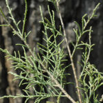 شجرة الأثل tamarix aphylla 8