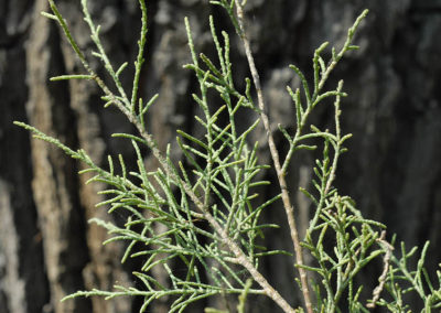 شجرة الأثل tamarix aphylla (8)