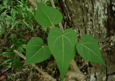 شجرة البورتيا Thespesia populnea (10)