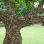 شجرة البورتيا Thespesia populnea 13