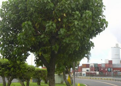 شجرة البورتيا Thespesia populnea