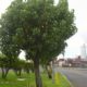 شجرة البورتيا Thespesia populnea