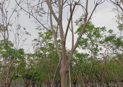 شجرة البونسيانا الرنف الملكي Delonix regia (1)