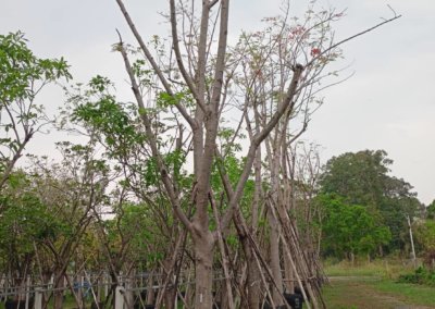 شجرة البونسيانا الرنف الملكي Delonix regia (4)