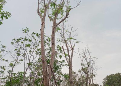 شجرة البونسيانا الرنف الملكي Delonix regia (5)