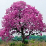 شجرة التابوبيا