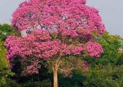 شجرة التابوبيا