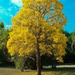شجرة التابوبيا 5