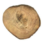 شجرة الخروب Ceratonia siliqua 1