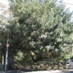 شجرة الخروب Ceratonia siliqua 10