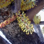 شجرة الخروب Ceratonia siliqua 3