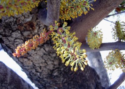 شجرة الخروب Ceratonia siliqua (3)