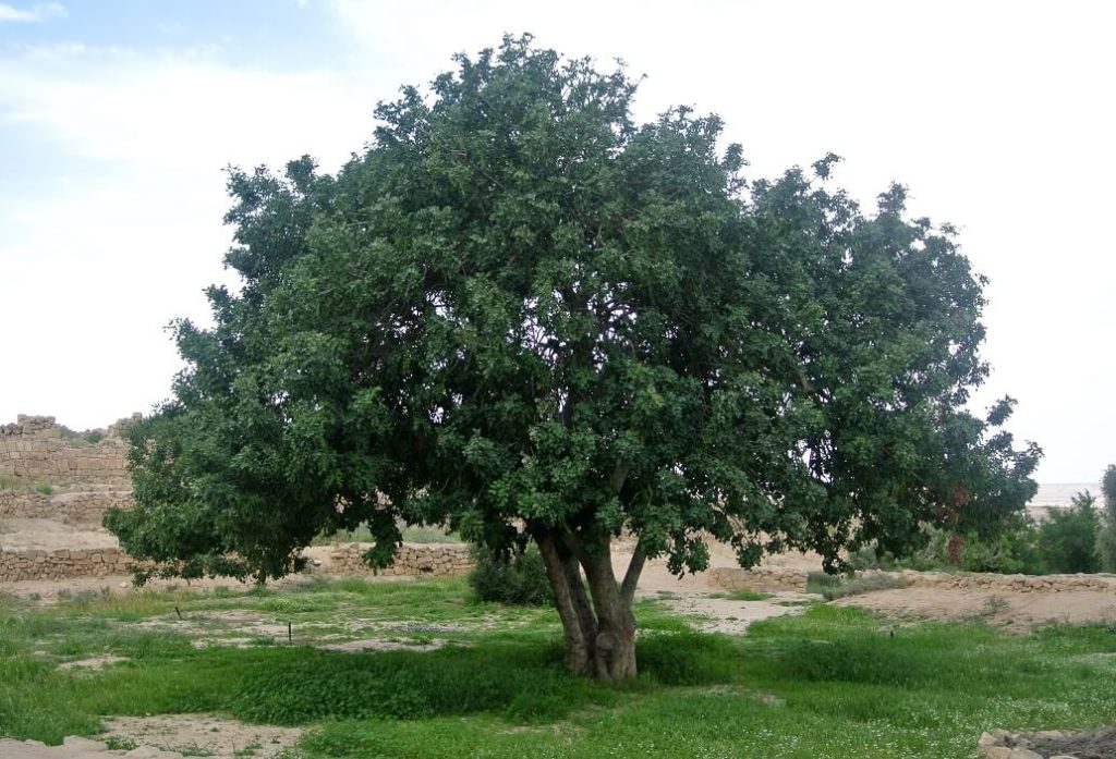 شجرة الخروب Ceratonia siliqua 4