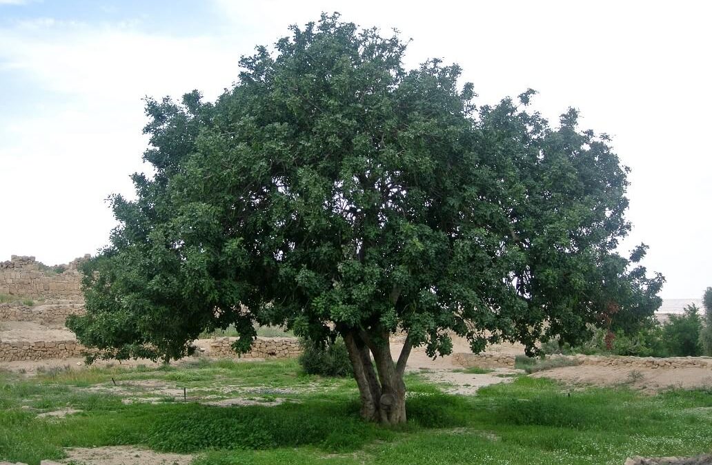 شجرة الخروب Ceratonia siliqua