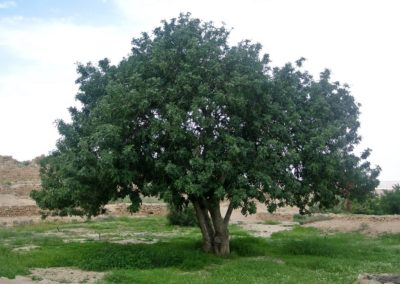 شجرة الخروب Ceratonia siliqua