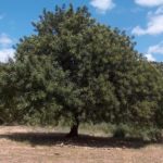شجرة الخروب Ceratonia siliqua 8