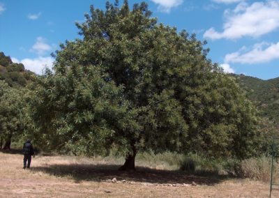 شجرة الخروب Ceratonia siliqua (8)