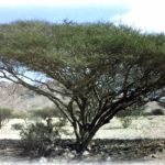 شجرة السمر السنط الملتوي Acacia tortilis 1