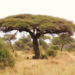 شجرة السمر السنط الملتوي Acacia tortilis 1