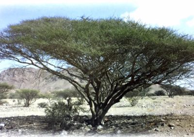 شجرة السمر , السنط الملتوي , Acacia tortilis (1)