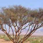 شجرة السمر السنط الملتوي Acacia tortilis 10
