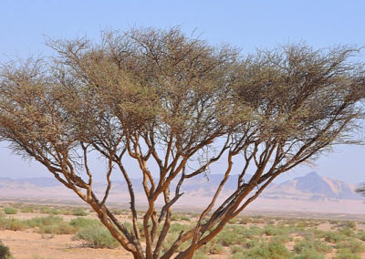 شجرة السمر , السنط الملتوي , Acacia tortilis (10)