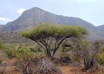 شجرة السمر , السنط الملتوي , Acacia tortilis (11)