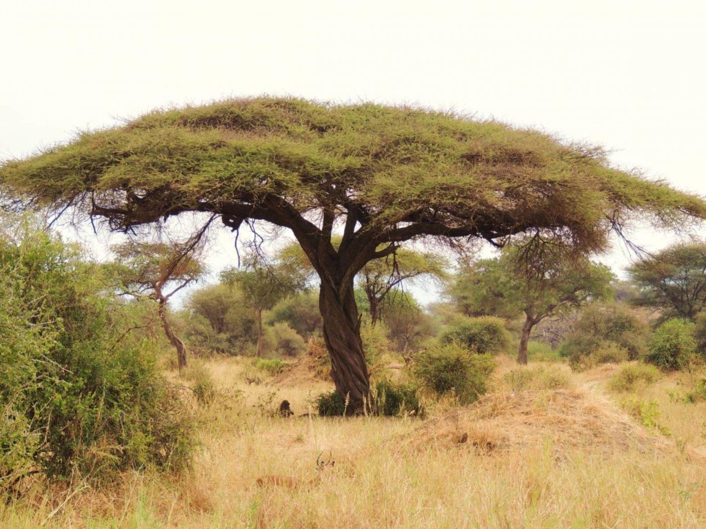 شجرة السمر السنط الملتوي Acacia tortilis 12