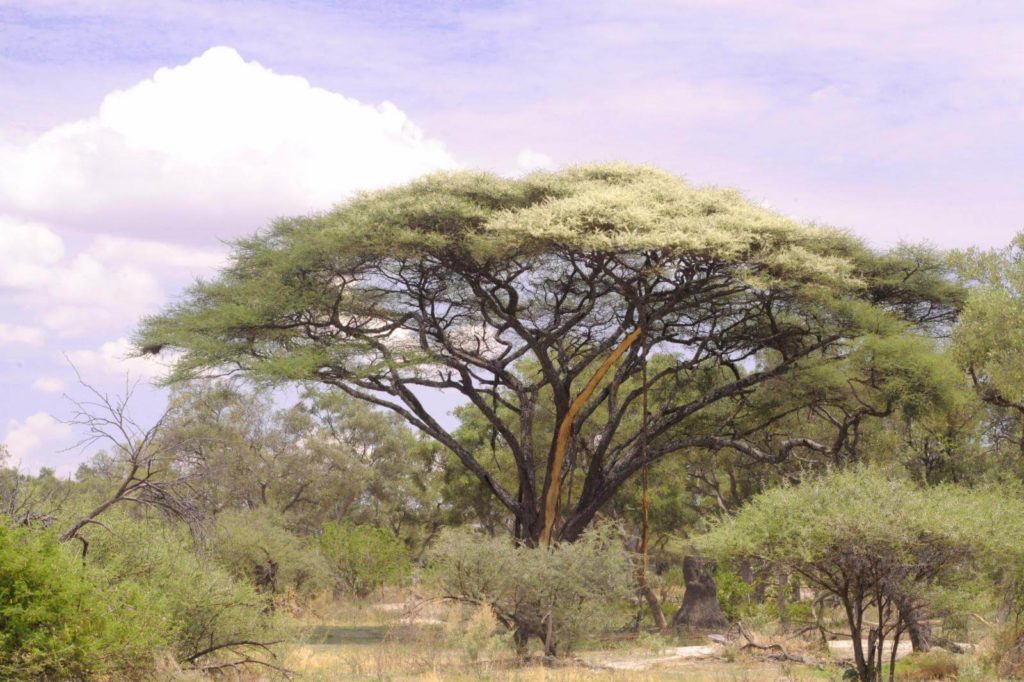 شجرة السمر السنط الملتوي Acacia tortilis 17