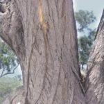 شجرة السمر السنط الملتوي Acacia tortilis 18
