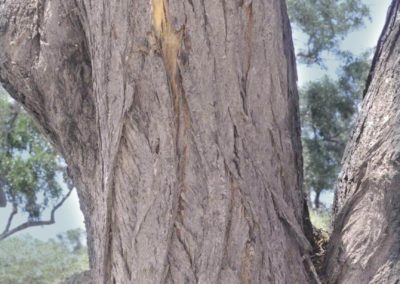 شجرة السمر , السنط الملتوي , Acacia tortilis (18)